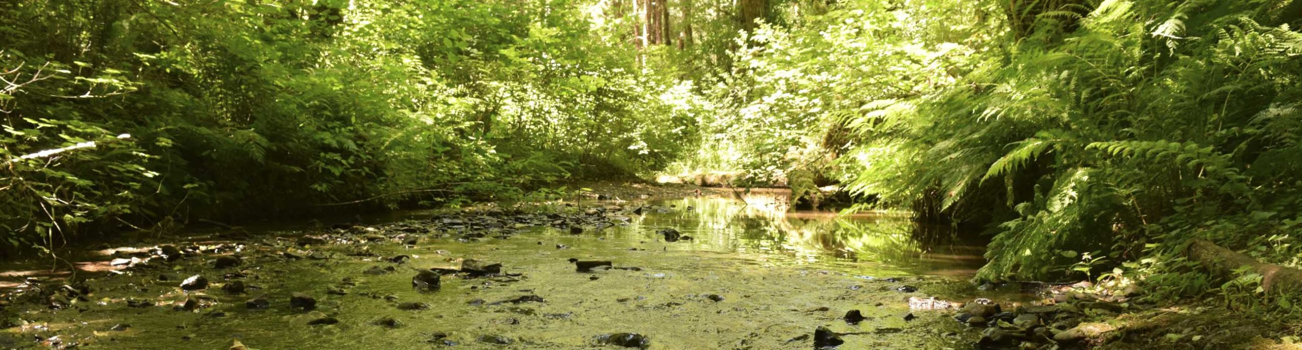 Luther Creek at Camp Lutherwood Oregon