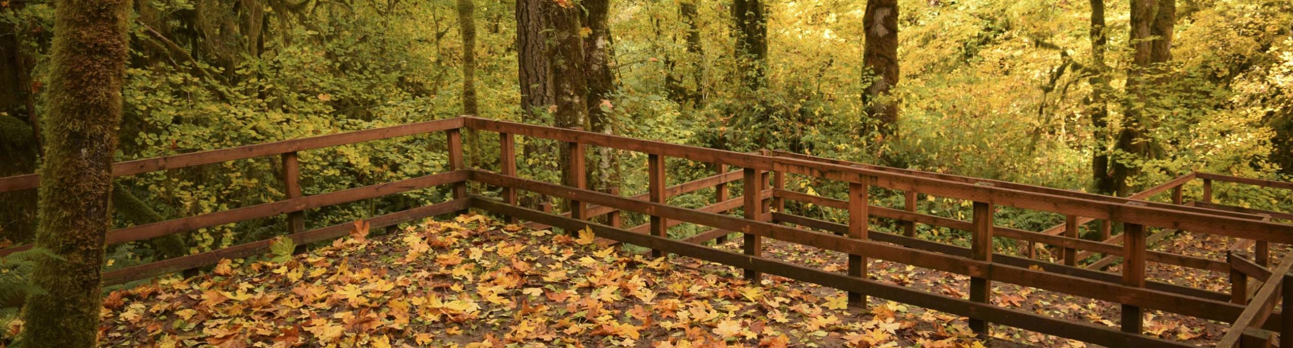 Creekside Village platforms in the forest at Camp Lutherwood Oregon