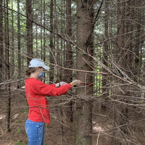 A woman measuring a tree trunk in the forest at Camp Lutherwood Oregon